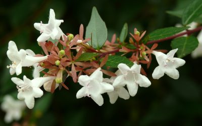 Mr. D’s Plant of the Week Series: Glossy Abelia