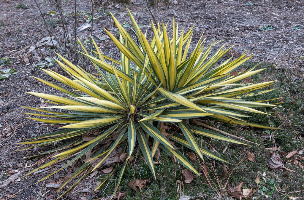 Mr. D’s Plant of the Week Series: Adam’s Needle