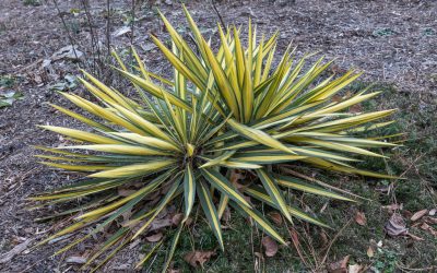 Mr. D’s Plant of the Week Series: Adam’s Needle