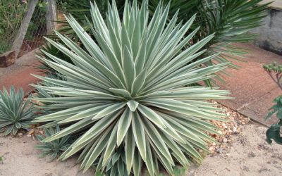 Mr. D’s Plant of the Week Series: Agave