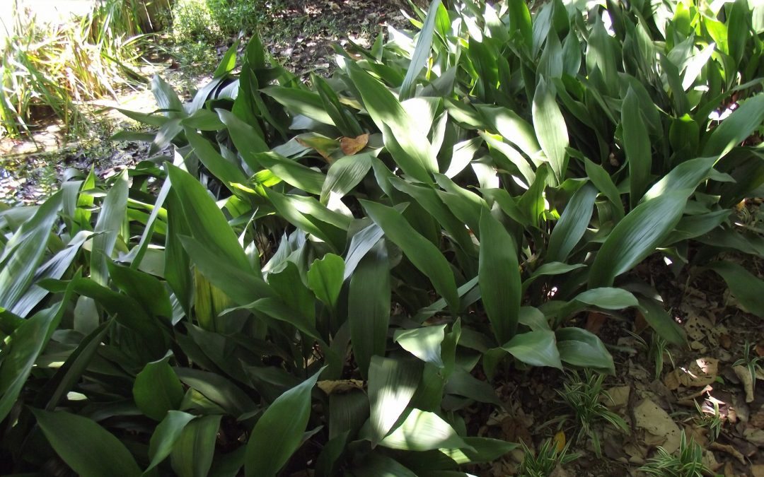 Mr. D’s Plant of the Week Series: Aspidistra aka The Cast Iron Plant