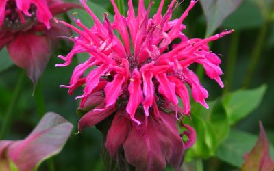 Mr. D’s Plant of the Week Series: Bee Balm