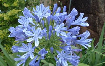 Mr. D’s Plant of the Week Series: Blue Agapanthus