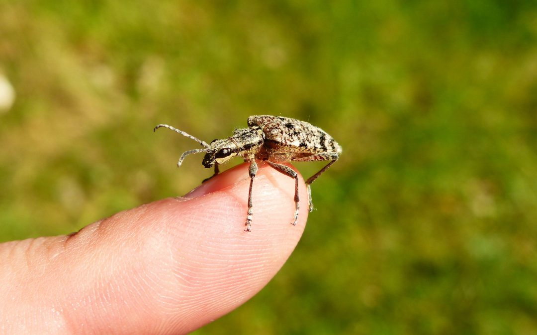 What’s Bugging Your Tallahassee Yard This Season?