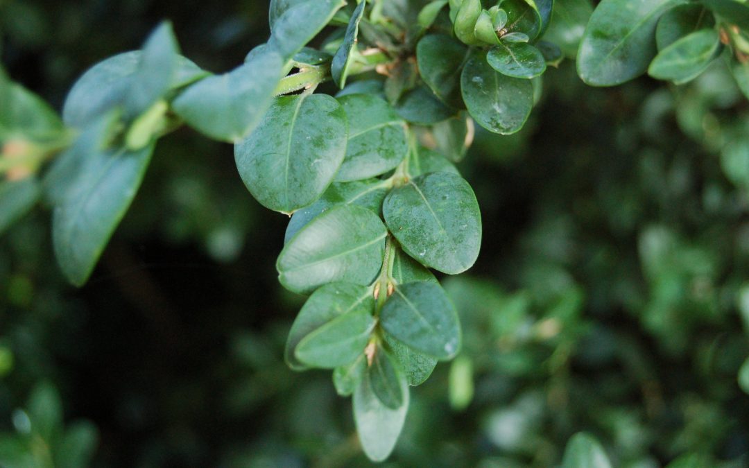 Mr. D’s Plant of the Week Series: Common Boxwood