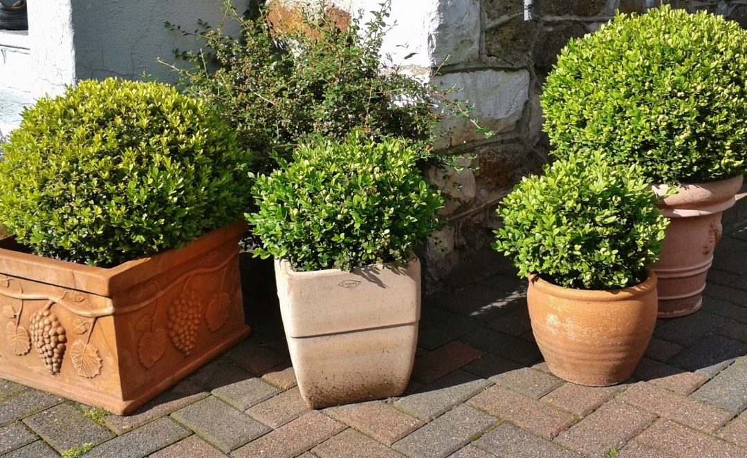 3 Things to Consider Before Gardening With Used Containers