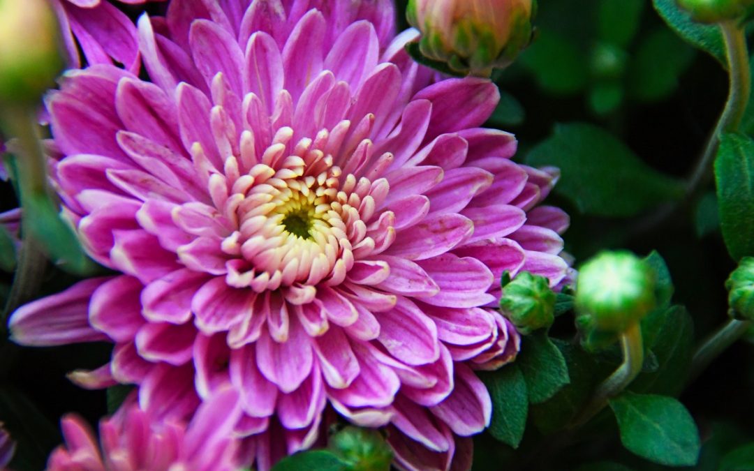 Mr. D’s Plant of the Week Series: Garden Chrysanthemum