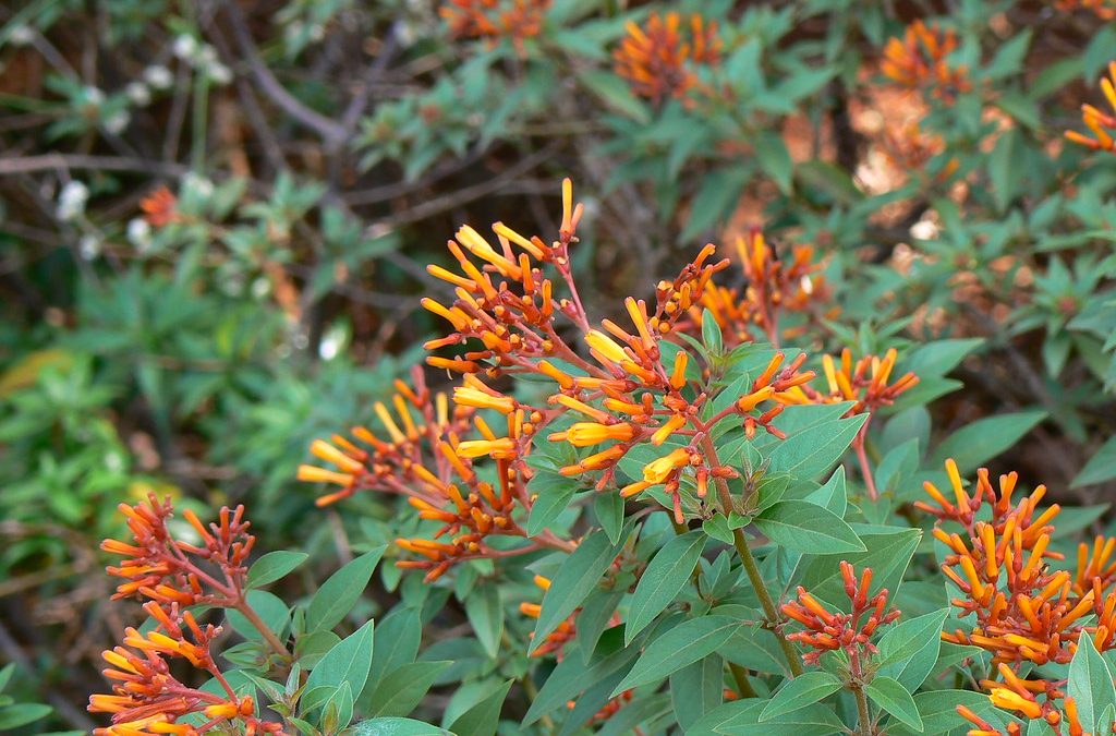 Mr. D’s Plant of the Week Series: The Firebush