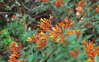 Mr. D’s Plant of the Week Series: The Firebush