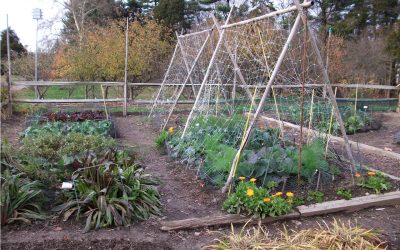 7 Reasons to grow an organic vegetable garden in Tallahassee