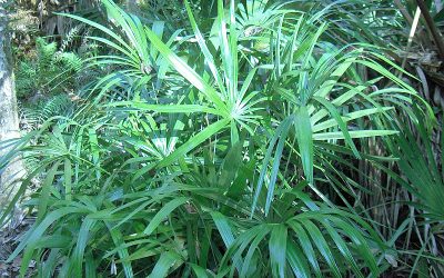 Mr. D’s Plant of the Week Series: Needle Palm