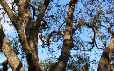 How To Prepare Your Tallahassee Trees For Hurricane Season