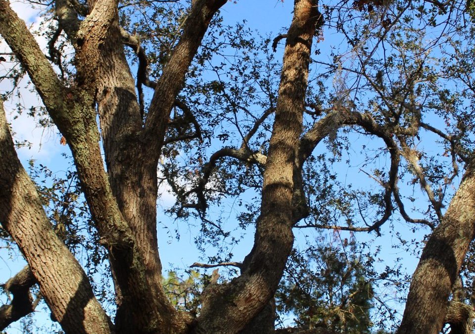 How To Prepare Your Tallahassee Trees For Hurricane Season