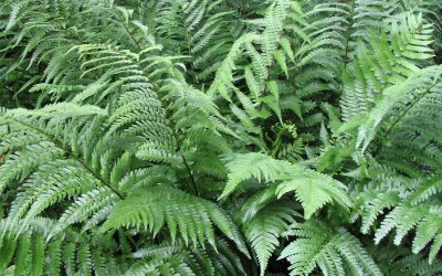 Mr. D’s Plant of the Week Series: Southern Wood Fern