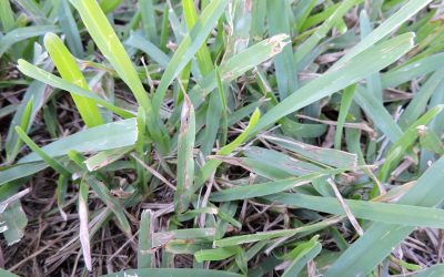 LAWN ALERT: St. Augustine Grasses Under Attack From Grey Leaf Spot Disease