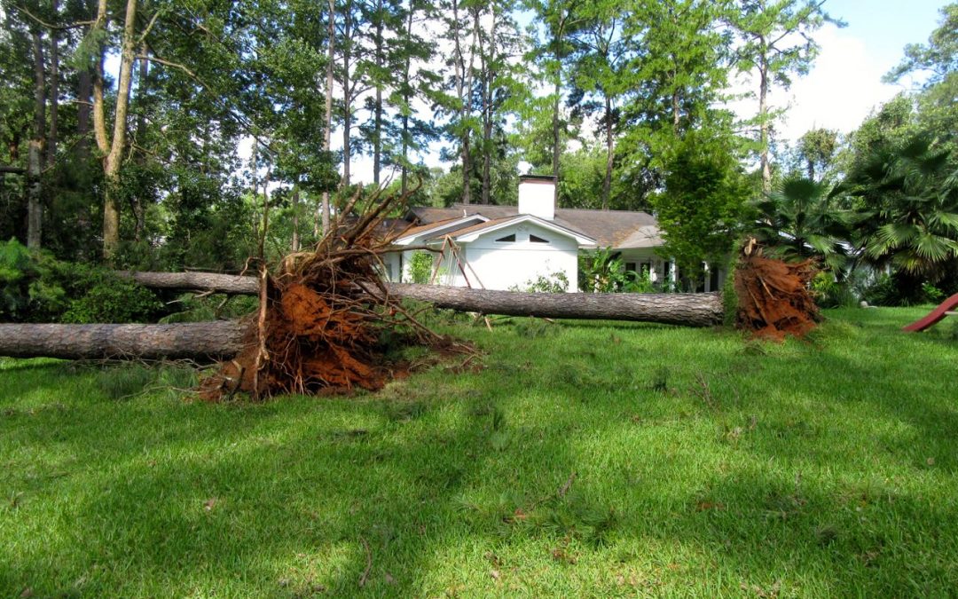 Is Your Tallahassee Lawn Ready For Another Hurricane Season? (2019 Checklist Update)