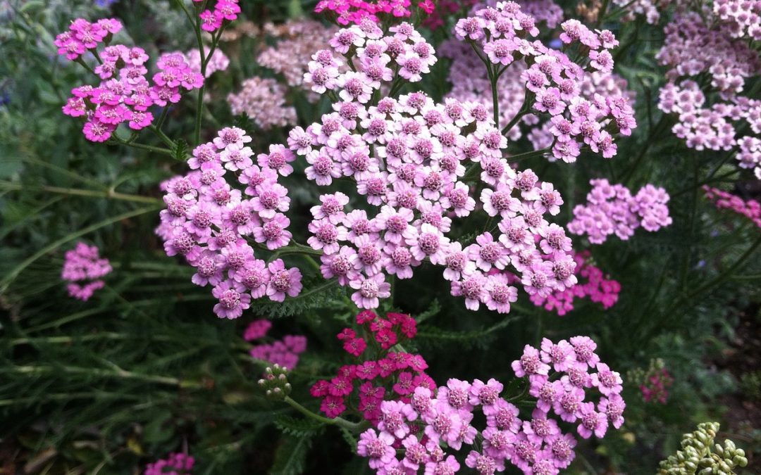 Mr. D’s Plant of the Week Series: The Yarrow Plant