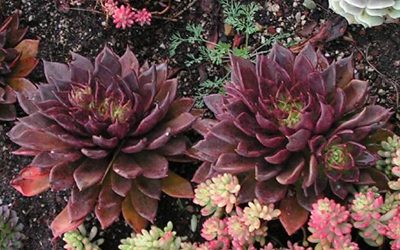 Hens and Chicks! Succulents add a unique twist to your gardening.