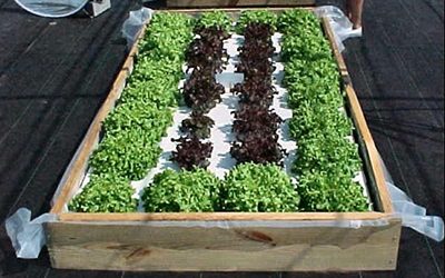 Benefits of growing vegetables using hydroponics.