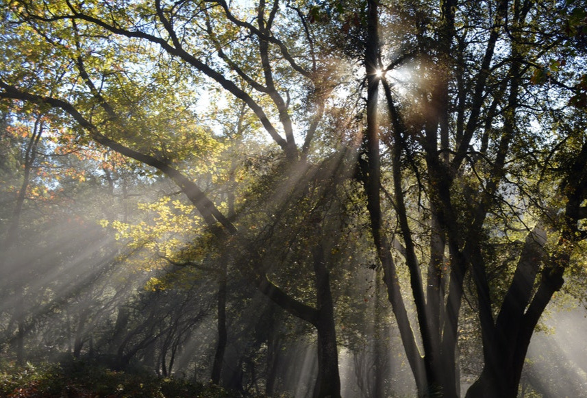 The sun shines through the fog around a large oak tree, it's limb casting long shadows through the fog.