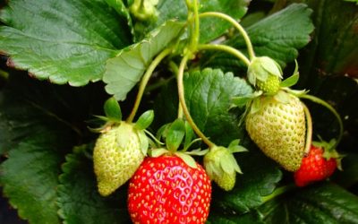 Planting fall strawberries – yum!